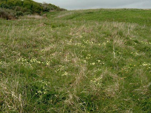 Primroses at Sharkham Point.