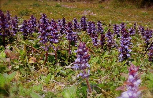 Ground cover on the Tissington Trail