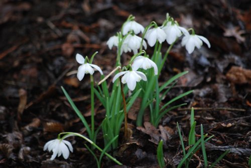 Snowdrops