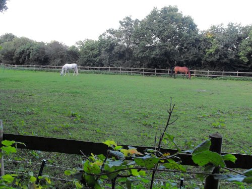 Horse pasture at the end of the lane
