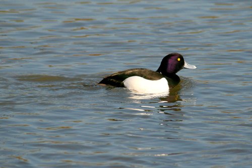 Tufted Duck male.