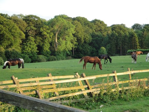 Peacefully grazing at sunset, near Helmsley