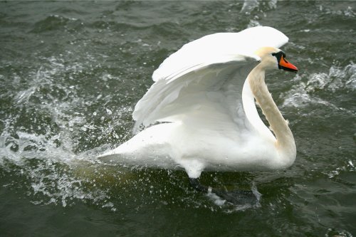 Mute Swan