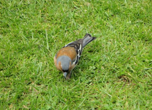 A finch at Newby Hall