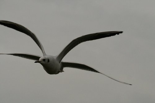 Black Headed Gull?