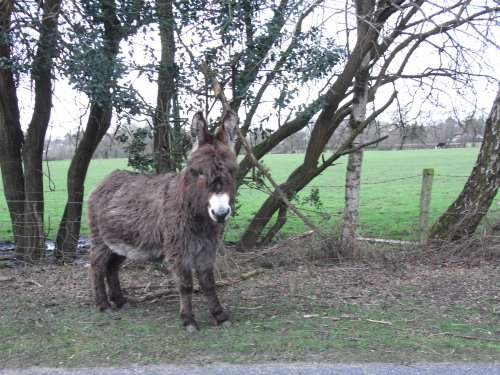 Donkey in Bramshaw