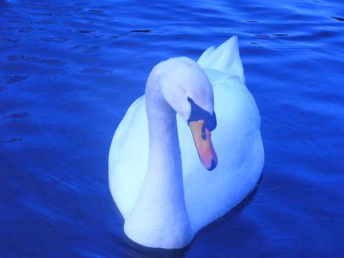 Swan