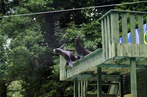 Go on, I will if you do. Jump!