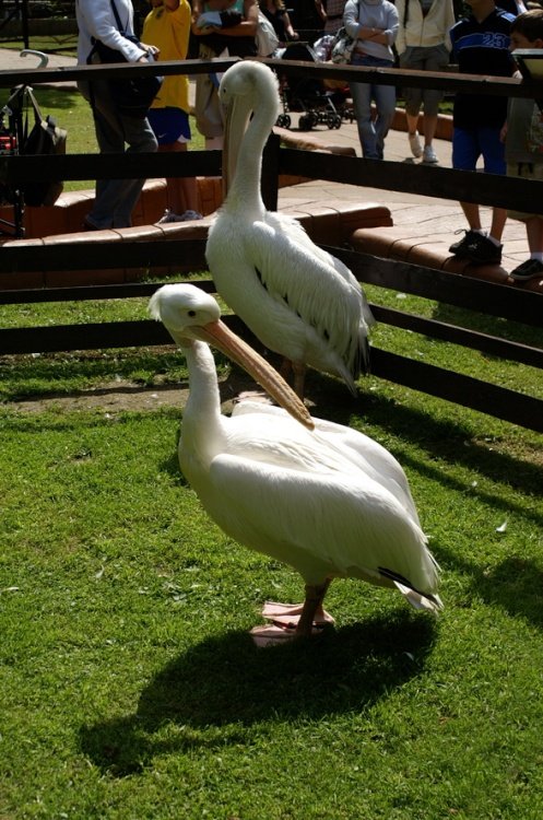 Must catch up on our preening.