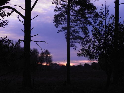 Sundown over the forest