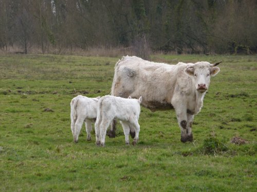 Cow and twin calves