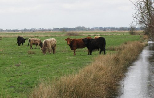 Bovine on the marshes