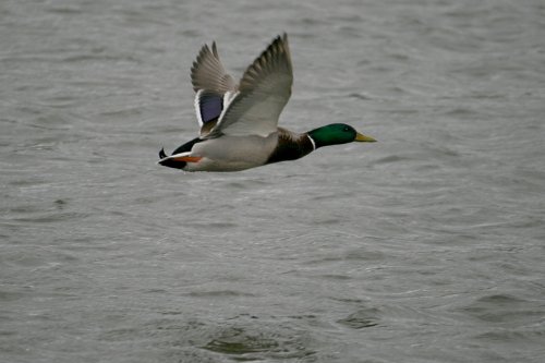 Drake Mallard.
