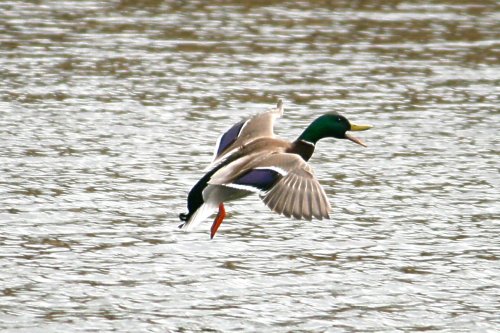 Mallard Drake.