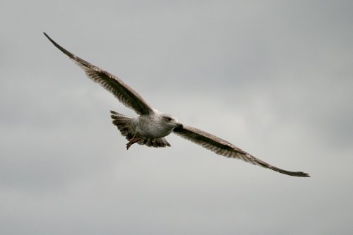 Young Herring Gull.