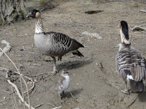 Bentleys Wildfowl & Motor Museum