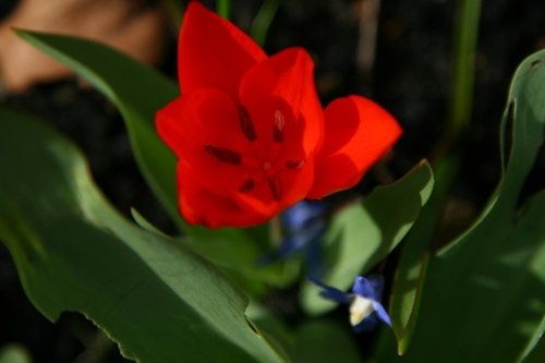 Green Park, Tulip