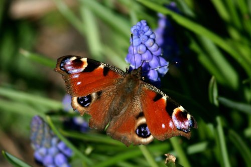 Peacock Butterfly.