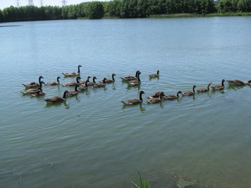 Whitlingham Country Park/ Canada Geese