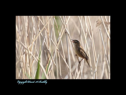 Reed Warbler seen in the reeds near the Humber Bridge