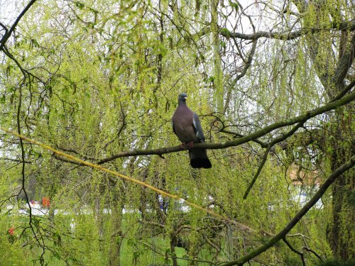 Pigeon on the tree top, in the park