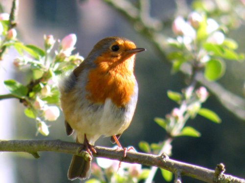 Eastcote village, Robin