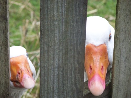 Peeking Geese