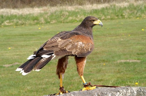 Magnificent bird, even on the ground.