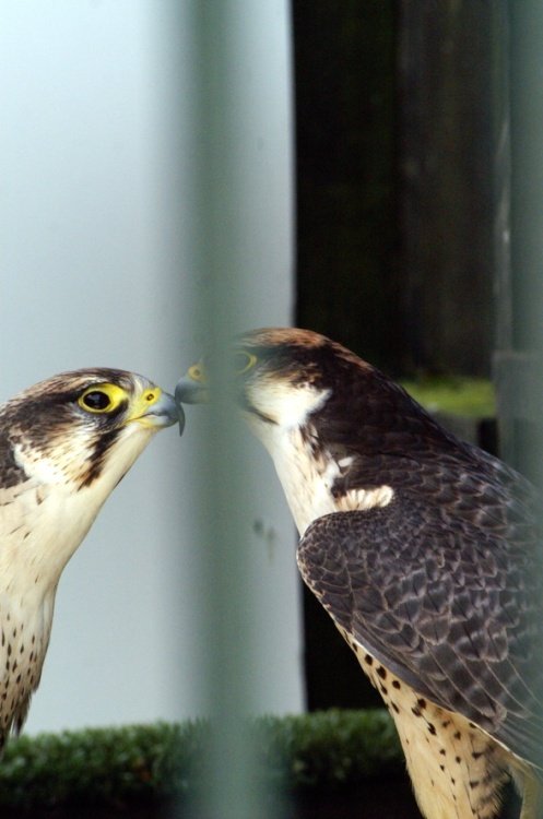 Two males kissing? Something wrong there.
