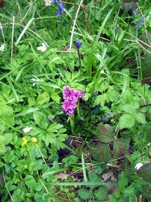 Early Orchid