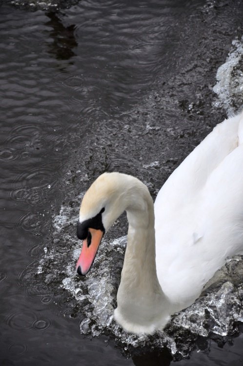 Speeding Swan
