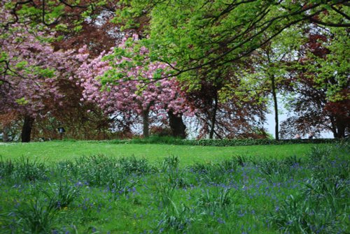 Bluebells and blossom