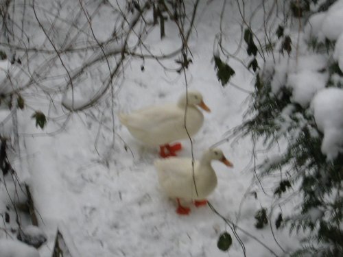 Ducks in snow.