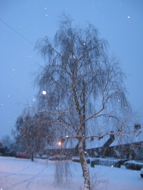 Sleeping until spring