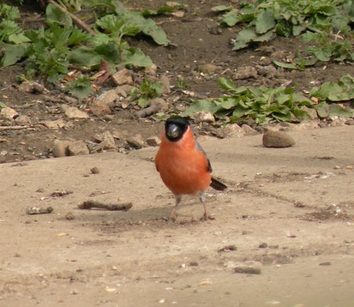 RSPB Fairburn Ings