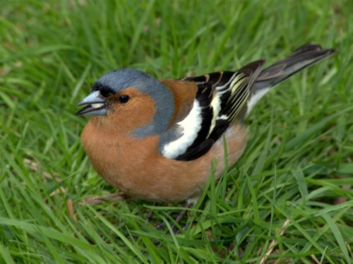 Male Chaffinch