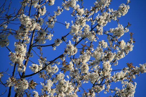 Blossoms by Coventry Canal