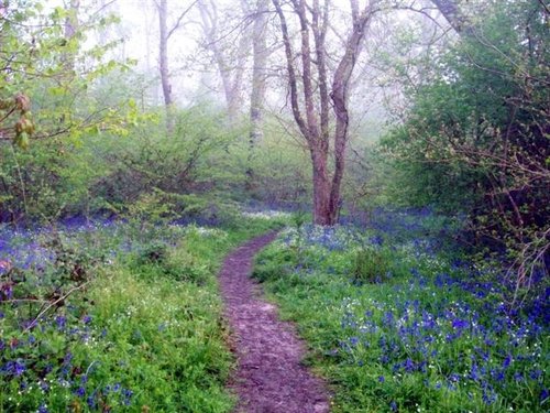 Bluebell trail