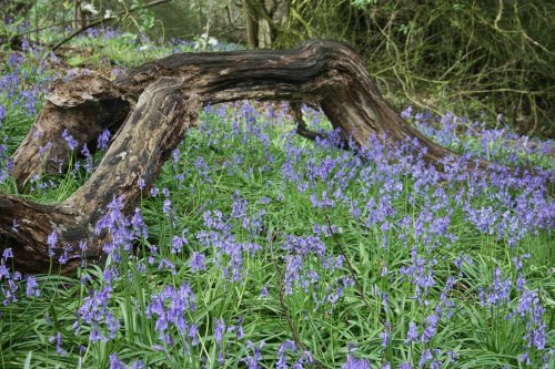 A tour of the Bluebell woods