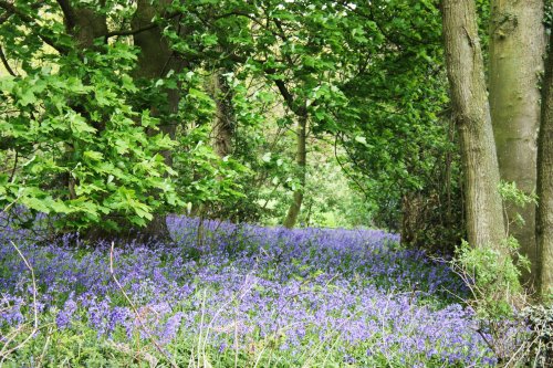 A tour of the Bluebell woods