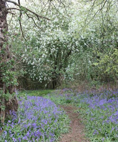 A Tour of The Bluebell Woods