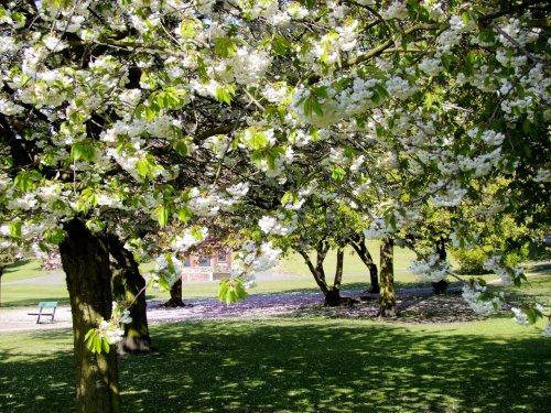 Valley Gardens Spring 2010
