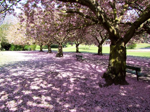 Valley Gardens Spring 2010