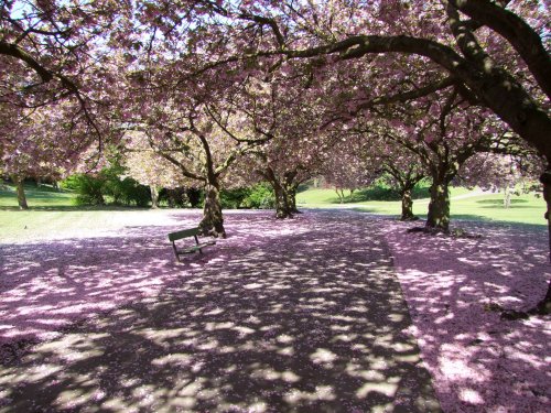 Valley Gardens Spring 2010