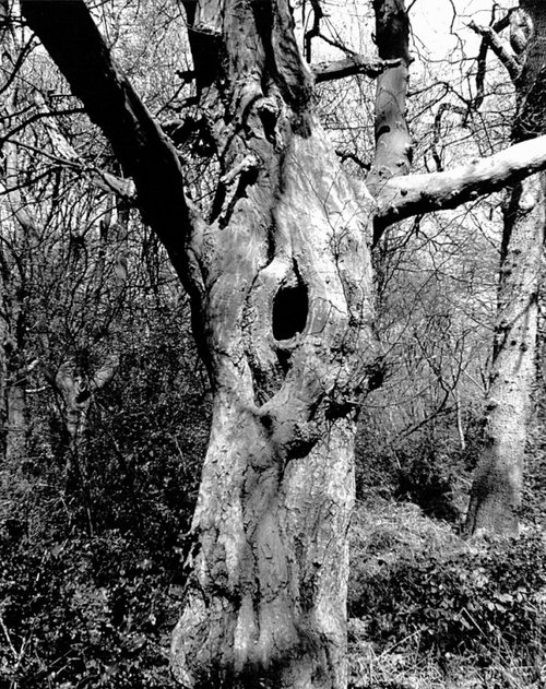 Is that Micky mouse in the tree?