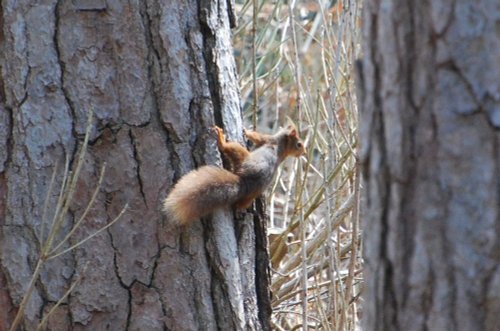 Red Squirrel