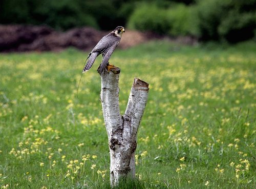 The Hawk Conservancy, Weyhill, Hampshire