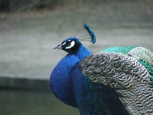 Picture taken in the grounds of Leeds Castle