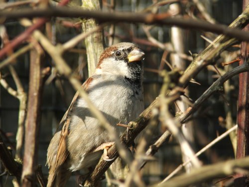 I'm only a poor little sparrow