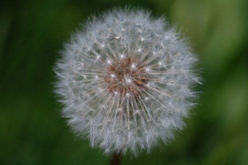 One of the weeds in my new garden!